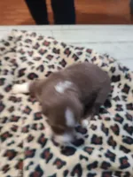 Thor , a male Miniature Australian Shepherd for sale in Chatsworth, GA – Photo 3 of 3