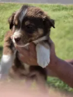 Thor , a male Miniature Australian Shepherd for sale in Chatsworth, GA – Photo 2 of 3