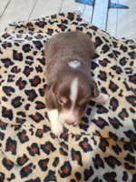 Thor , a male Miniature Australian Shepherd for sale in Chatsworth, GA – Photo 2 of 3