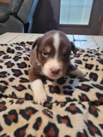 Thor , a male Miniature Australian Shepherd for sale in Chatsworth, GA – Photo 1 of 3