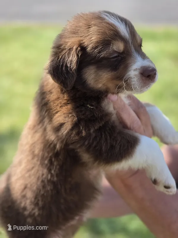 Thor  – Miniature Australian Shepherd puppy for sale in Chatsworth, GA