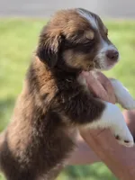 Thor , a male Miniature Australian Shepherd for sale in Chatsworth, GA – Photo 1 of 3