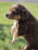 Thor , a male Miniature Australian Shepherd for sale in Chatsworth, GA – Photo 3 of 3