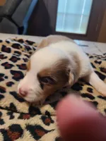 Sadie , a female Miniature Australian Shepherd for sale in Chatsworth, GA – Photo 2 of 5