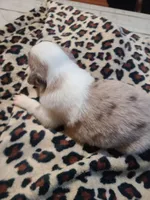 Sadie , a female Miniature Australian Shepherd for sale in Chatsworth, GA – Photo 5 of 5