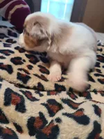 Sadie , a female Miniature Australian Shepherd for sale in Chatsworth, GA – Photo 3 of 5