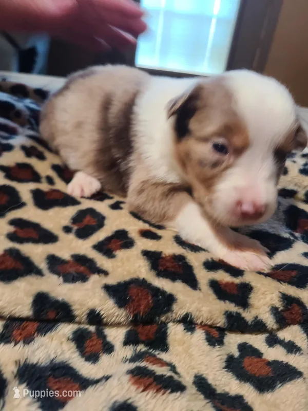 Sadie  – Miniature Australian Shepherd puppy for sale in Chatsworth, GA