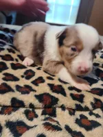 Sadie , a female Miniature Australian Shepherd for sale in Chatsworth, GA – Photo 1 of 5