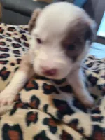 Sadie , a female Miniature Australian Shepherd for sale in Chatsworth, GA – Photo 4 of 5