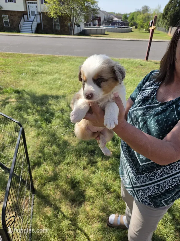 Sadie  – Miniature Australian Shepherd puppy for sale in Chatsworth, GA