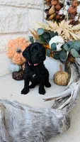 Light Pink, a female Golden Mountain Doodle for sale in Leander, TX – 7 of 10