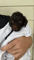 Yellow, a female Golden Mountain Doodle for sale in Leander, TX – 3 of 9