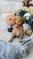 Orange, a male Golden Mountain Doodle for sale in Leander, TX – 9 of 9