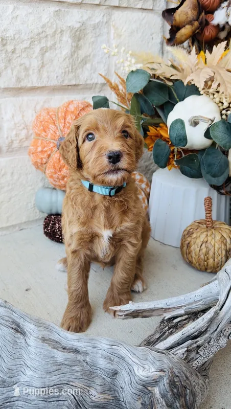 Blue – Golden Mountain Doodle puppy for sale in Leander, TX