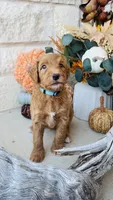Blue, a male Golden Mountain Doodle for sale in Leander, TX – 1 of 7