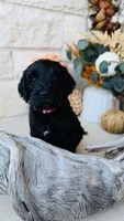 Light Pink, a female Golden Mountain Doodle for sale in Leander, TX – 8 of 10