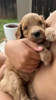 Purple, a female Golden Mountain Doodle for sale in Leander, TX – 8 of 10