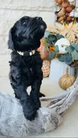 White, a male Golden Mountain Doodle for sale in Leander, TX – 3 of 9