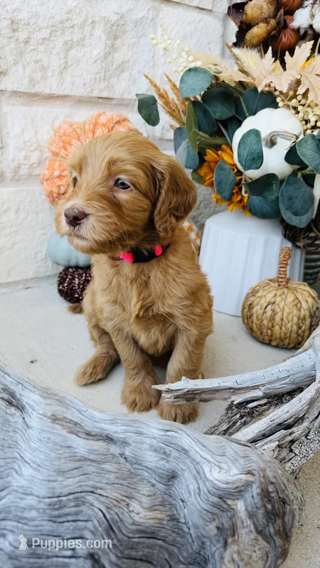 Hot Pink – Golden Mountain Doodle puppy for sale in Leander, TX