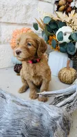 Hot Pink, a female Golden Mountain Doodle for sale in Leander, TX – 1 of 9
