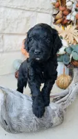 White, a male Golden Mountain Doodle for sale in Leander, TX – 5 of 9