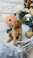 Hot Pink, a female Golden Mountain Doodle for sale in Leander, TX – 4 of 9