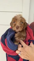 Green, a male Golden Mountain Doodle for sale in Leander, TX – 10 of 10