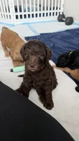 Red, a male Golden Mountain Doodle for sale in Leander, TX – 6 of 10