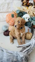 Blue, a male Golden Mountain Doodle for sale in Leander, TX – 7 of 7