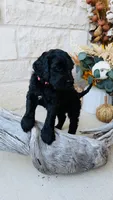 Light Pink, a female Golden Mountain Doodle for sale in Leander, TX – 3 of 10