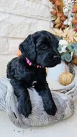Light Pink, a female Golden Mountain Doodle for sale in Leander, TX – 1 of 10