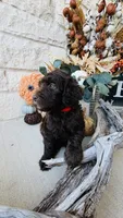 Red, a male Golden Mountain Doodle for sale in Leander, TX – 3 of 10