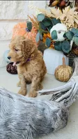 Purple, a female Golden Mountain Doodle for sale in Leander, TX – 7 of 10