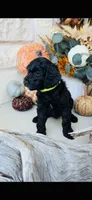 Yellow Green, a female Golden Mountain Doodle for sale in Leander, TX – 2 of 10