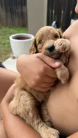 Purple, a female Golden Mountain Doodle for sale in Leander, TX – 2 of 10