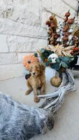 Hot Pink, a female Golden Mountain Doodle for sale in Leander, TX – 5 of 9