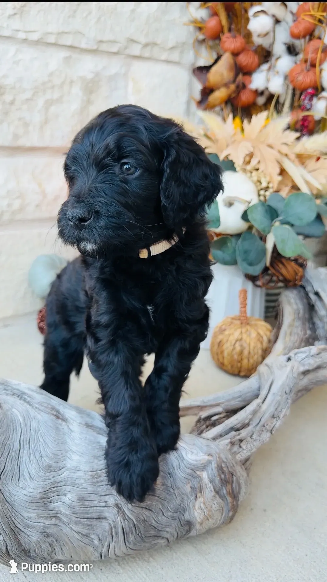White, a male Golden Mountain Doodle for sale in Leander, TX – 1 of 9