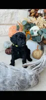Yellow Green, a female Golden Mountain Doodle for sale in Leander, TX – 3 of 10