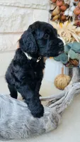 White, a male Golden Mountain Doodle for sale in Leander, TX – 6 of 9