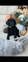 Yellow Green, a female Golden Mountain Doodle for sale in Leander, TX – 6 of 10