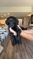 Yellow Green, a female Golden Mountain Doodle for sale in Leander, TX – 10 of 10