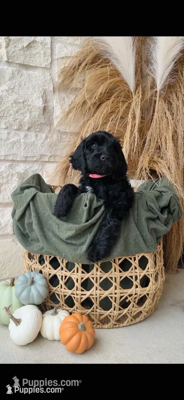 Light Pink – Golden Mountain Doodle puppy for sale in Leander, TX