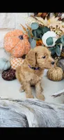 Purple, a female Golden Mountain Doodle for sale in Leander, TX – 9 of 10