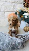 Green, a male Golden Mountain Doodle for sale in Leander, TX – 6 of 10