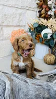 Green, a male Golden Mountain Doodle for sale in Leander, TX – 5 of 10