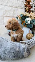 Green, a male Golden Mountain Doodle for sale in Leander, TX – 3 of 10