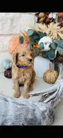 Purple, a female Golden Mountain Doodle for sale in Leander, TX – 3 of 10