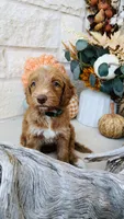 Green, a male Golden Mountain Doodle for sale in Leander, TX – 2 of 10