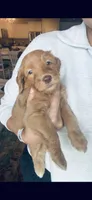 Hot Pink, a female Golden Mountain Doodle for sale in Leander, TX – 6 of 9