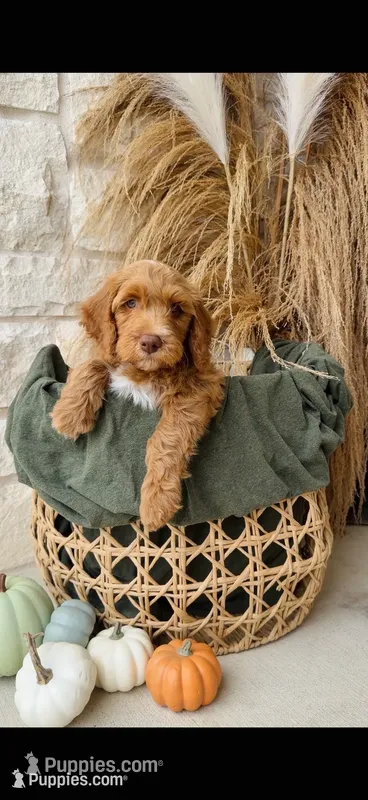 Green – Golden Mountain Doodle puppy for sale in Leander, TX